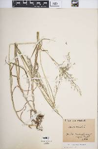 Bromus arvensis image