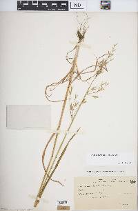 Bromus carinatus image