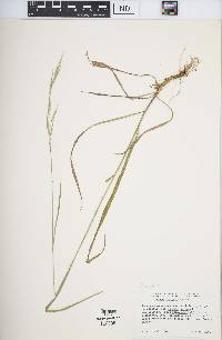 Bromus carinatus image