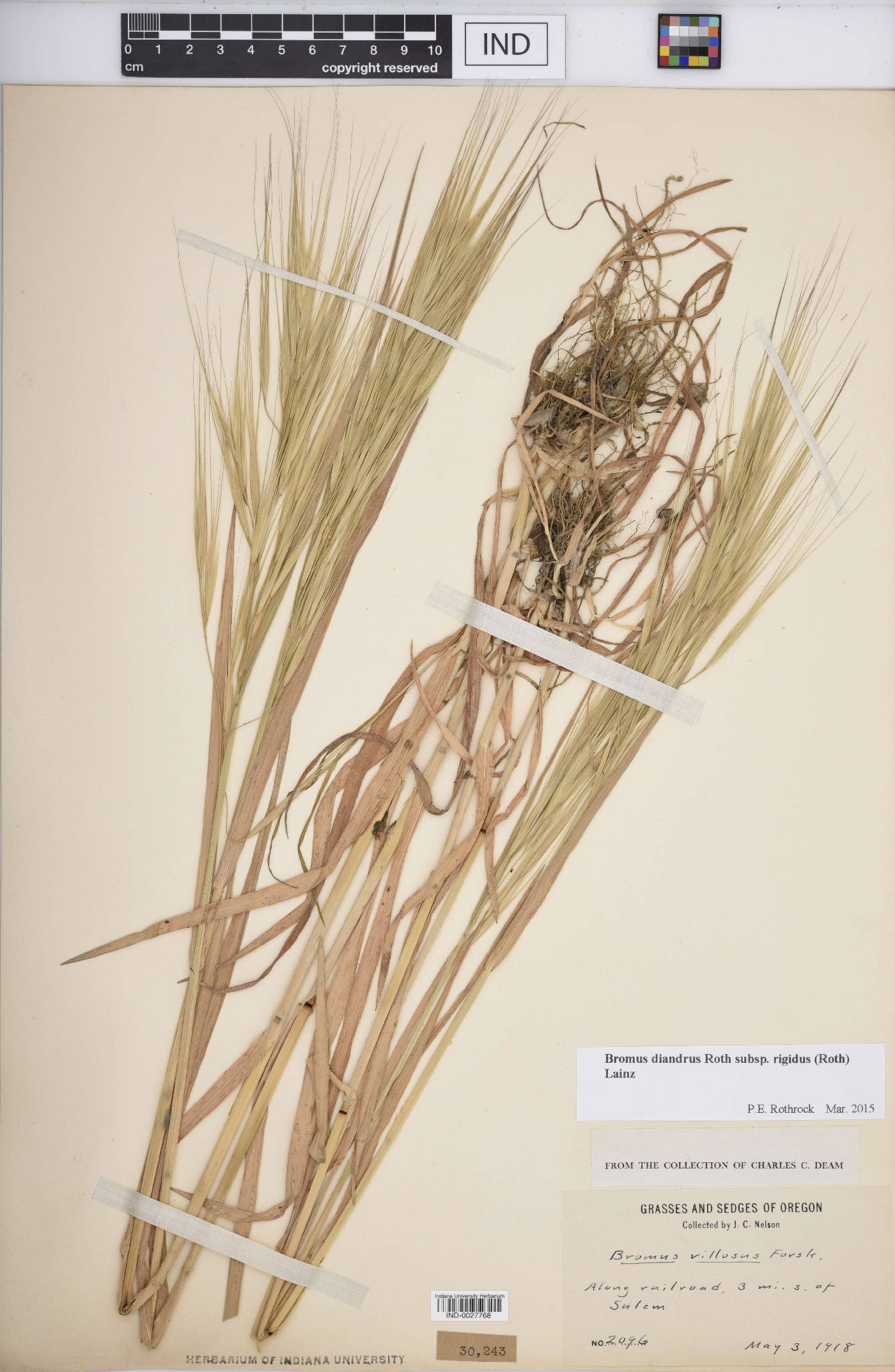 Bromus diandrus subsp. rigidus image