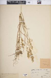 Bromus hordeaceus image