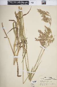 Bromus kalmii image