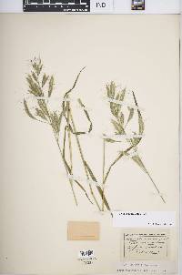 Bromus lanceolatus image