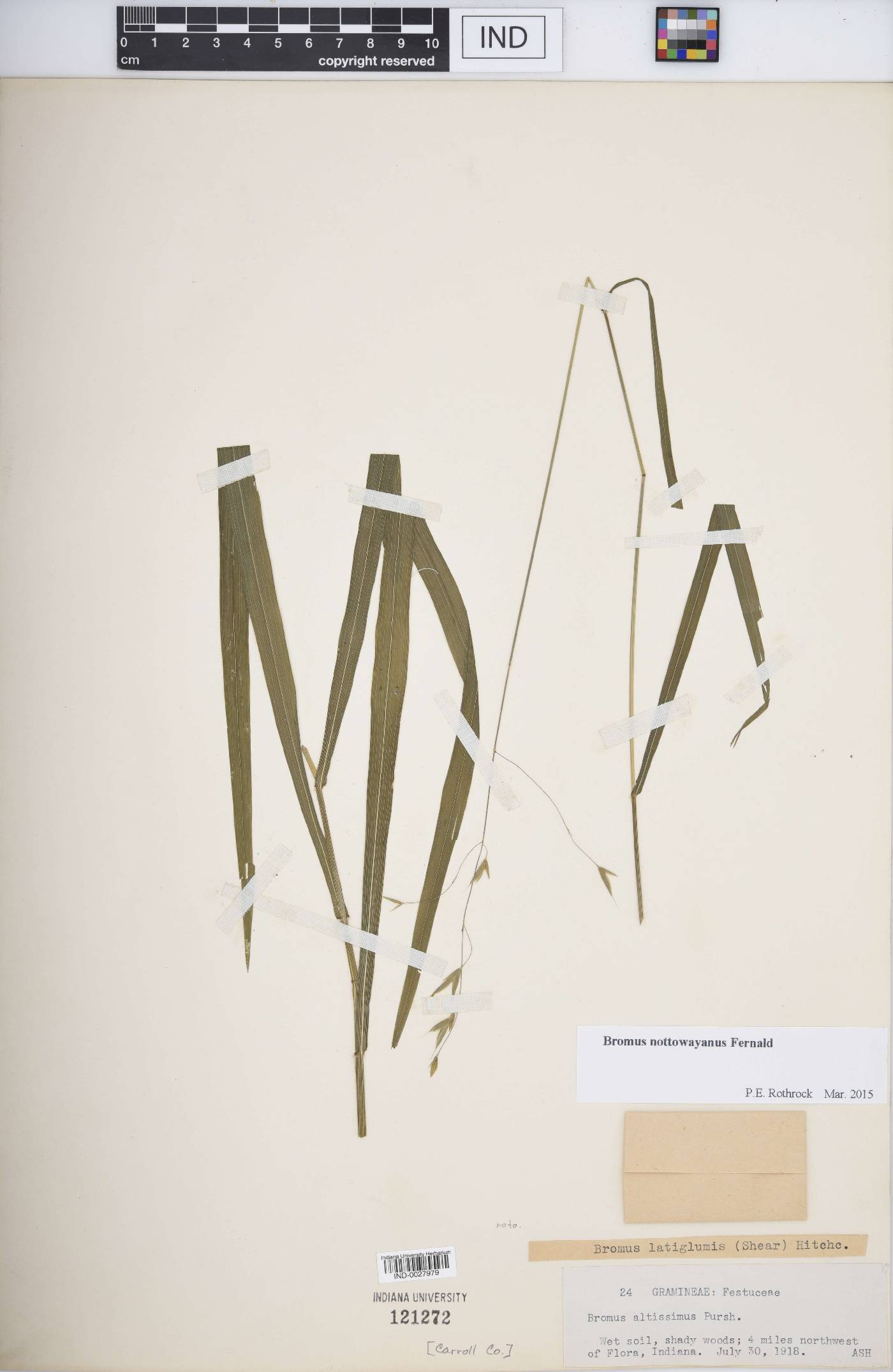 Bromus nottowayanus image