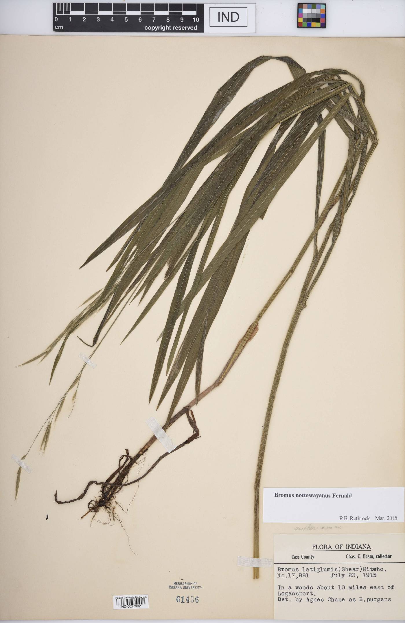 Bromus nottowayanus image