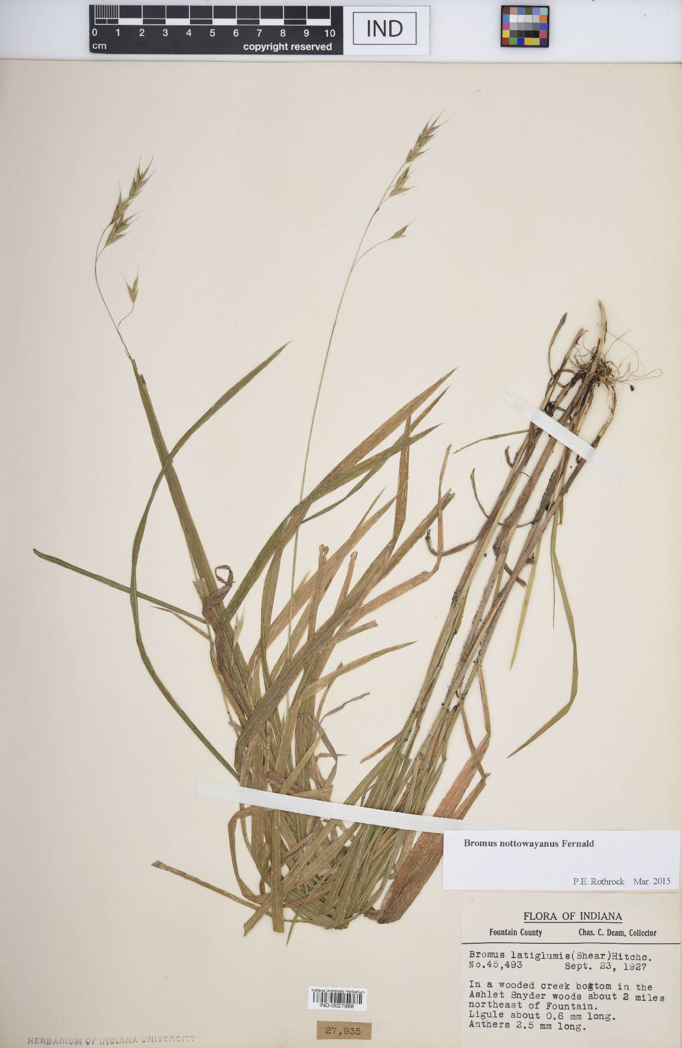 Bromus nottowayanus image