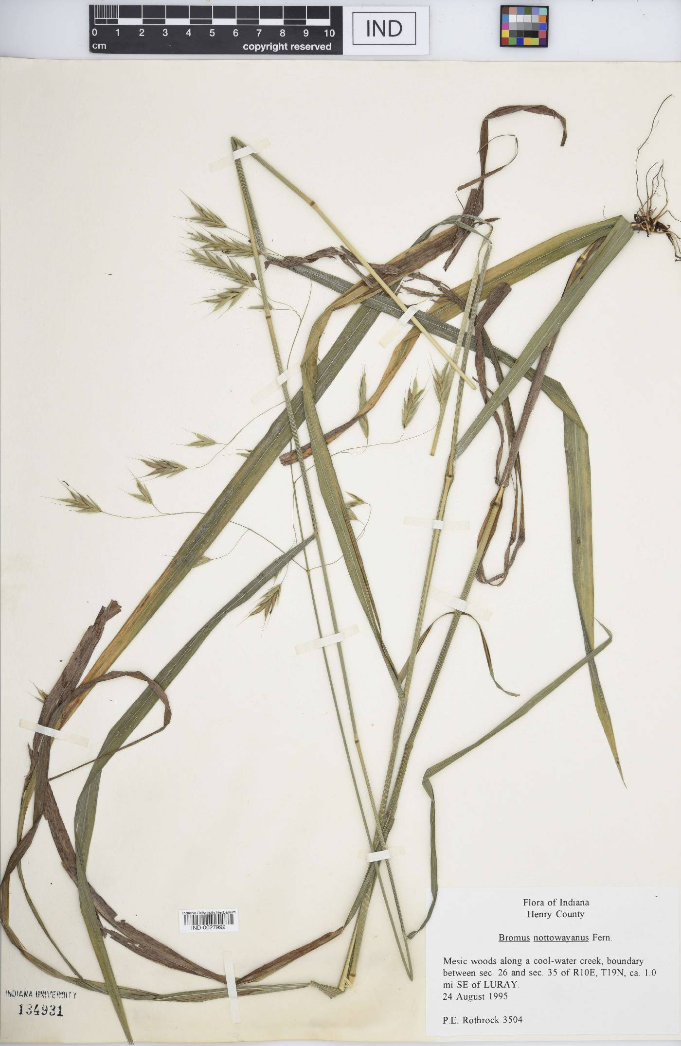 Bromus nottowayanus image
