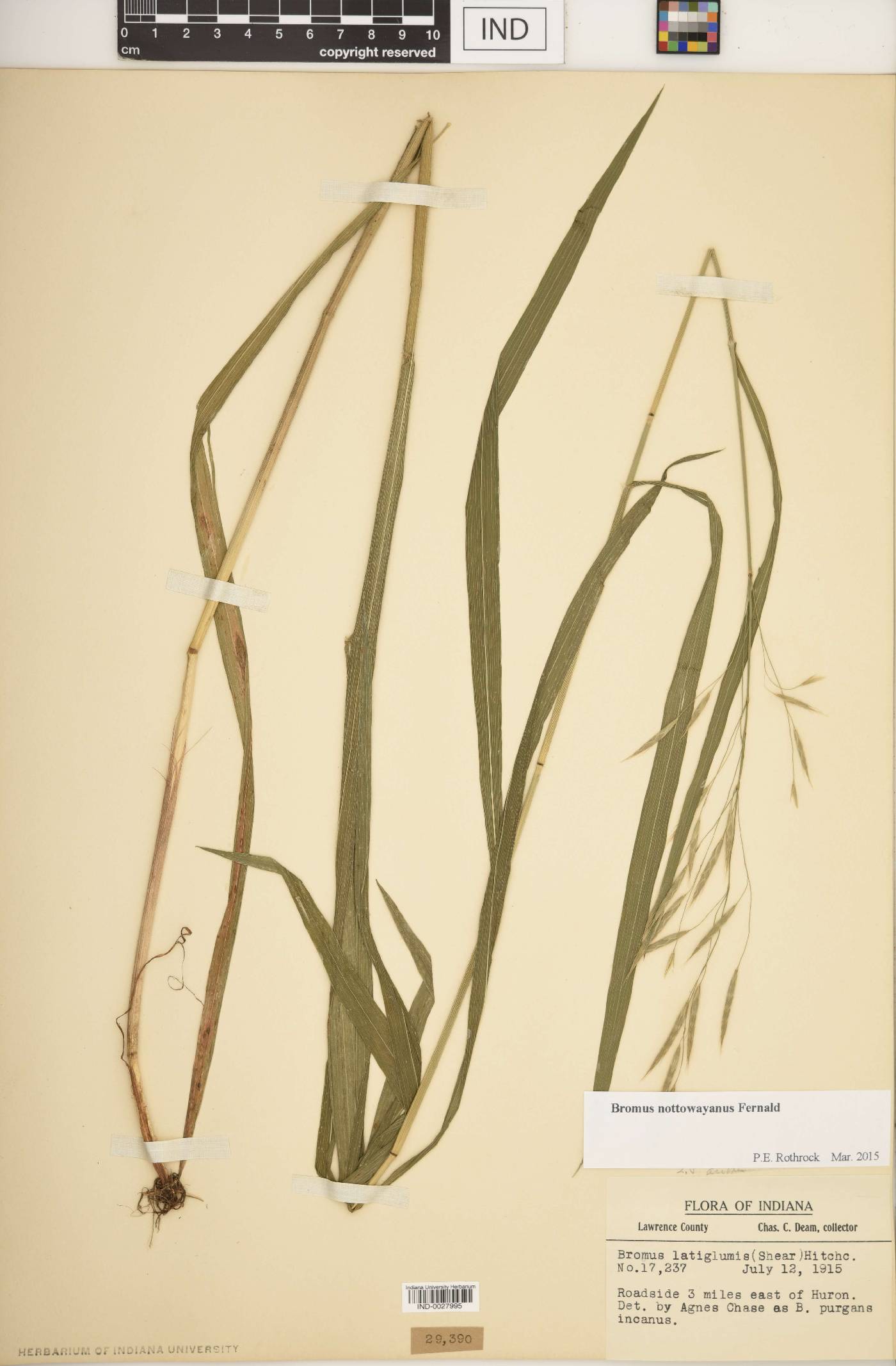 Bromus nottowayanus image