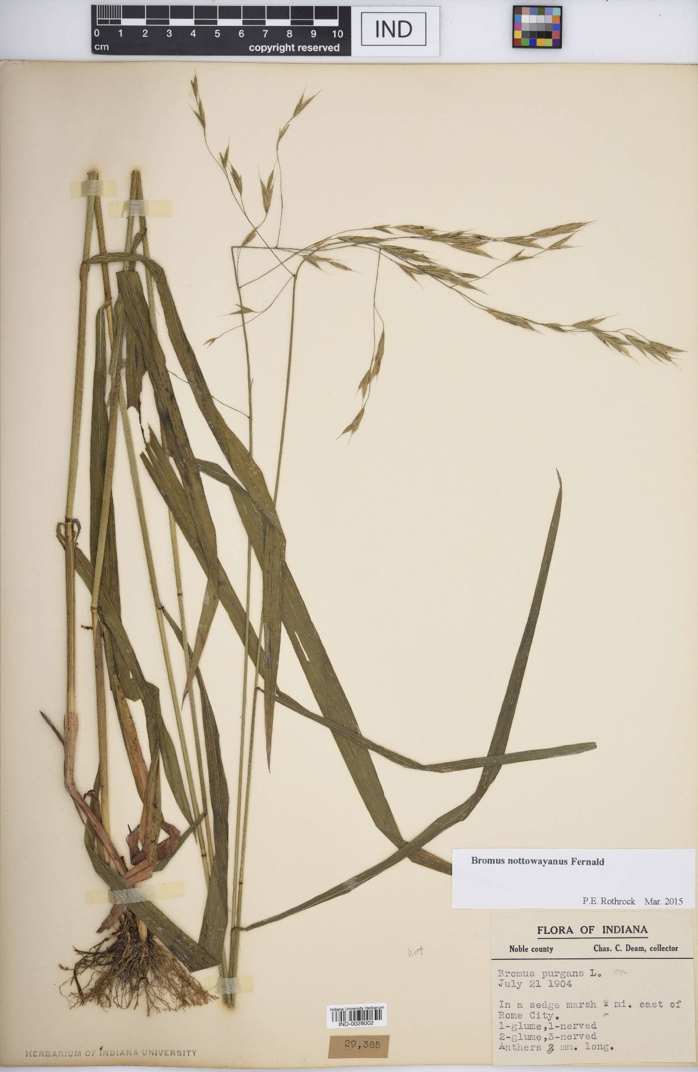 Bromus nottowayanus image