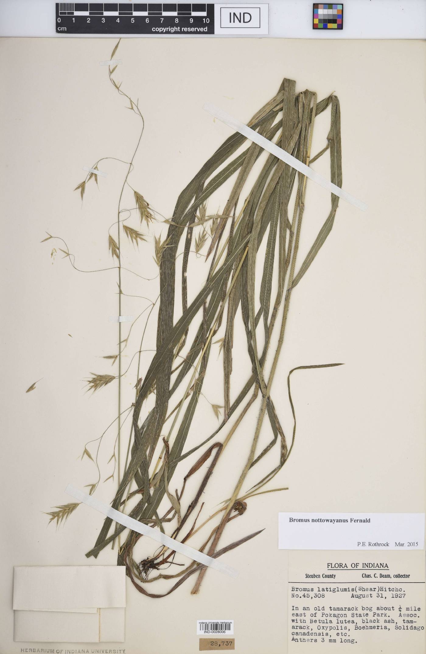 Bromus nottowayanus image