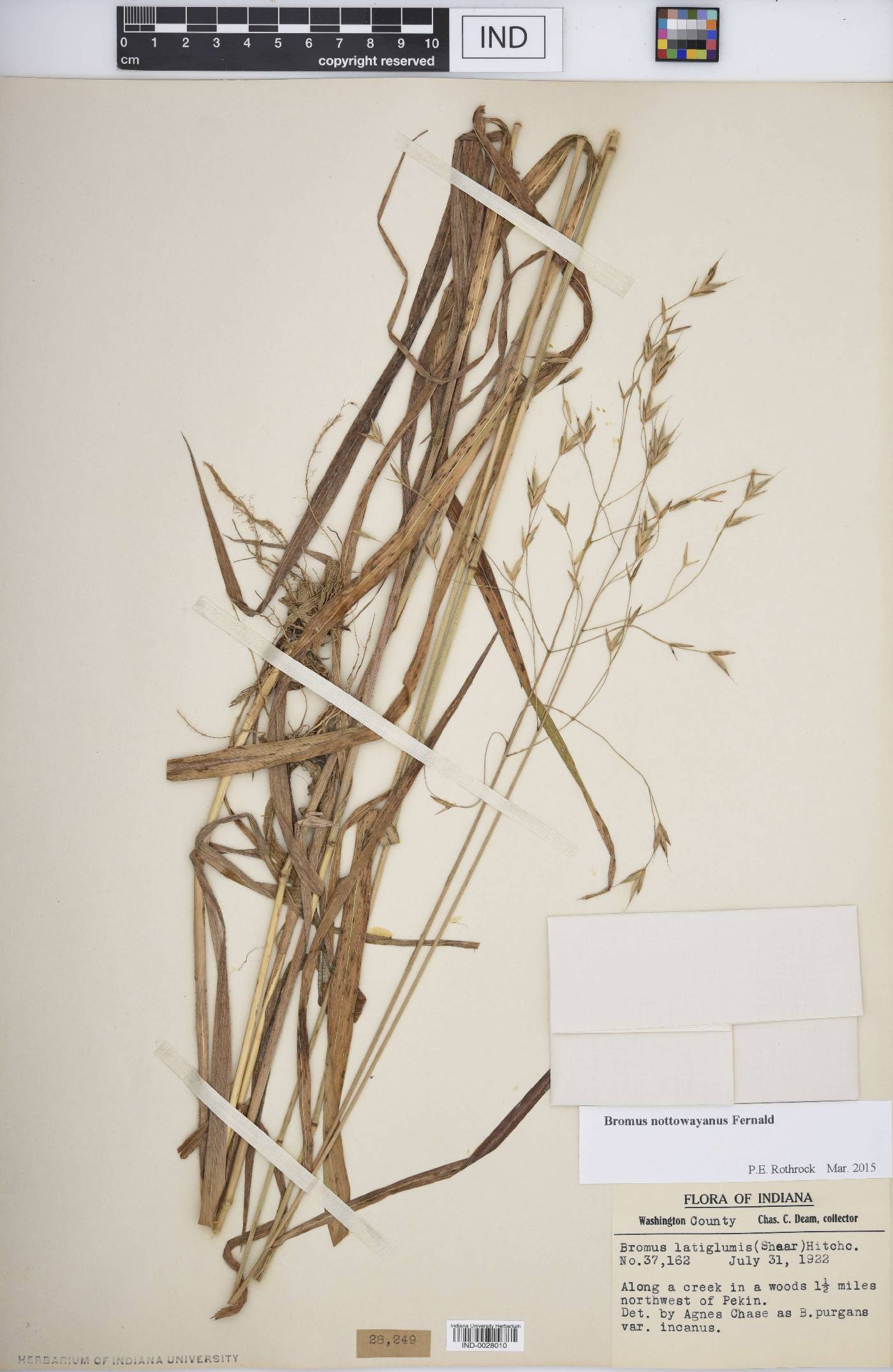 Bromus nottowayanus image