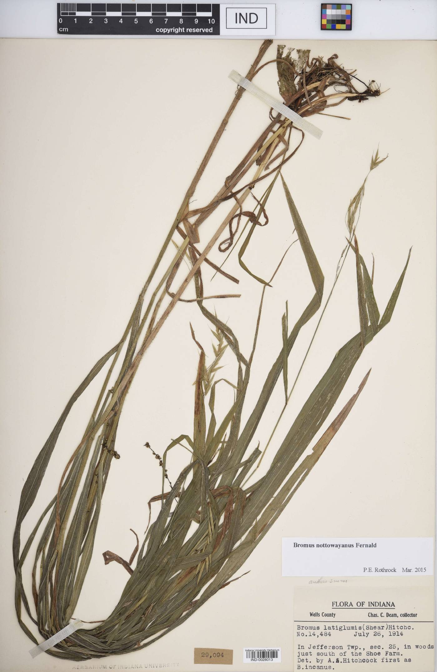 Bromus nottowayanus image