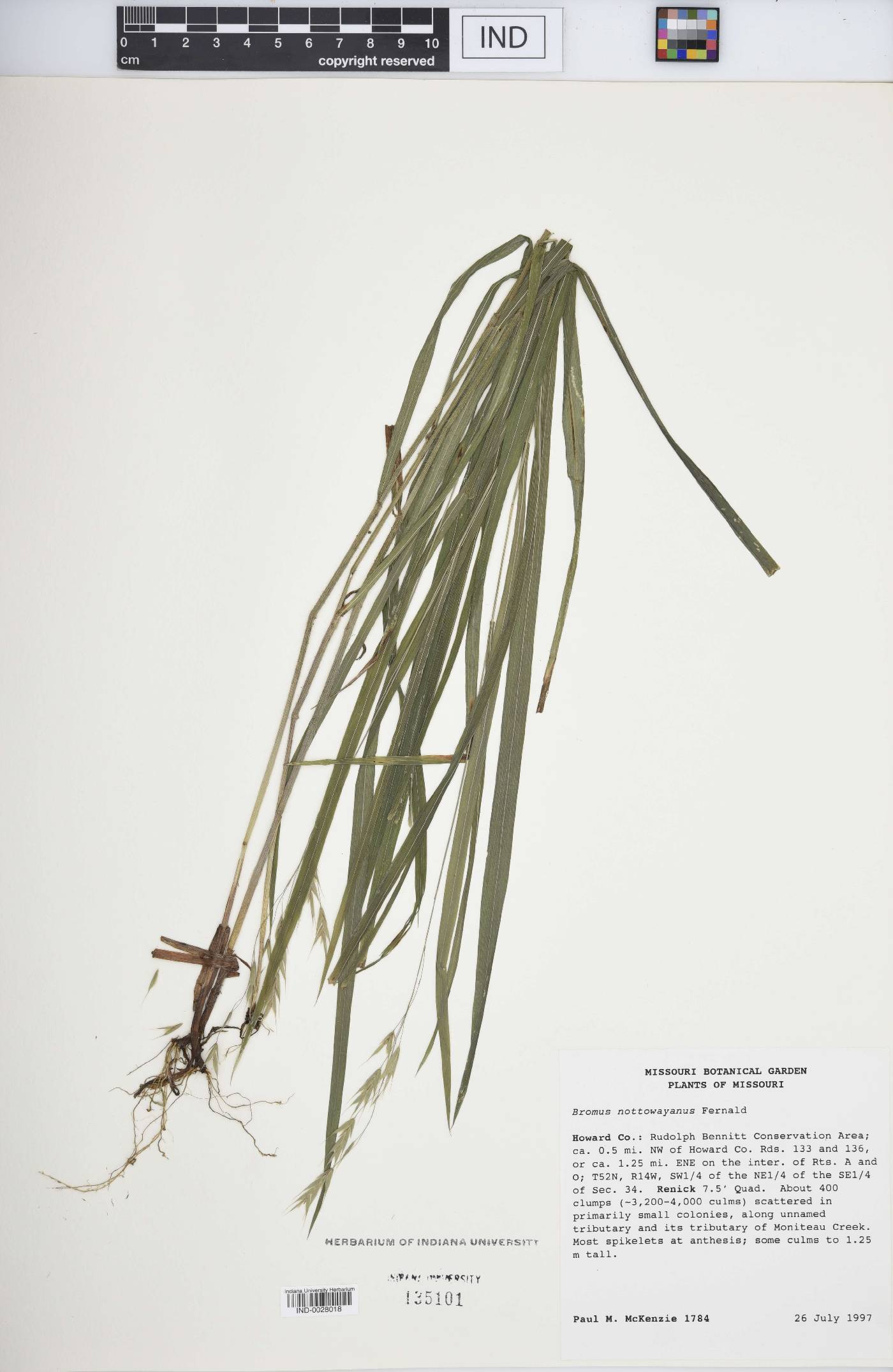 Bromus nottowayanus image