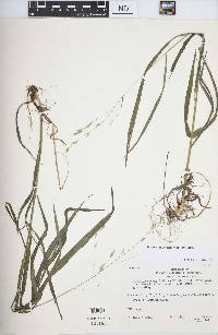 Bromus pubescens image