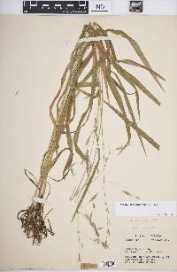 Bromus pubescens image