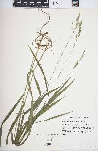 Bromus pubescens image