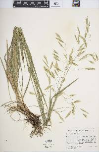 Bromus kalmii image