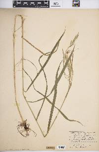 Bromus purgans image