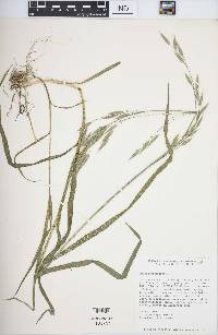 Bromus racemosus image