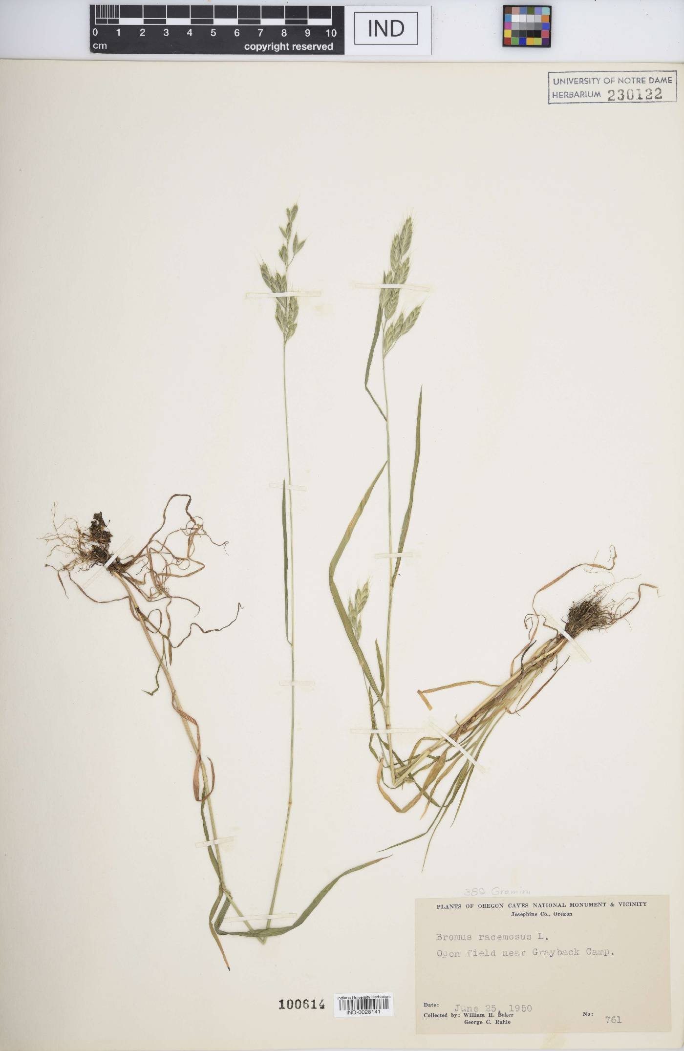 Bromus racemosus image