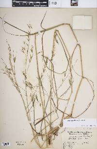 Bromus remotiflorus image