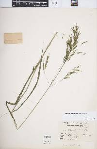 Bromus remotiflorus image