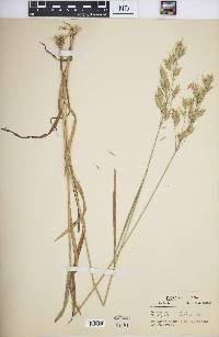 Bromus secalinus image