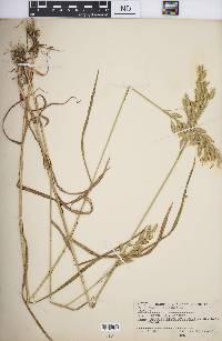 Bromus secalinus image