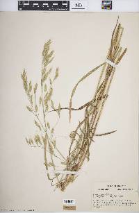 Bromus secalinus image