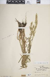 Bromus secalinus image