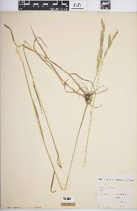 Bromus secalinus image