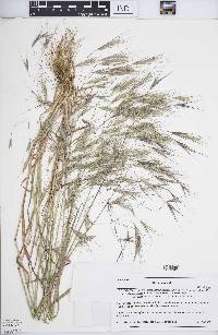 Bromus sterilis image