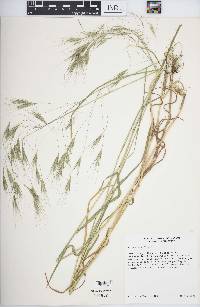 Bromus sterilis image