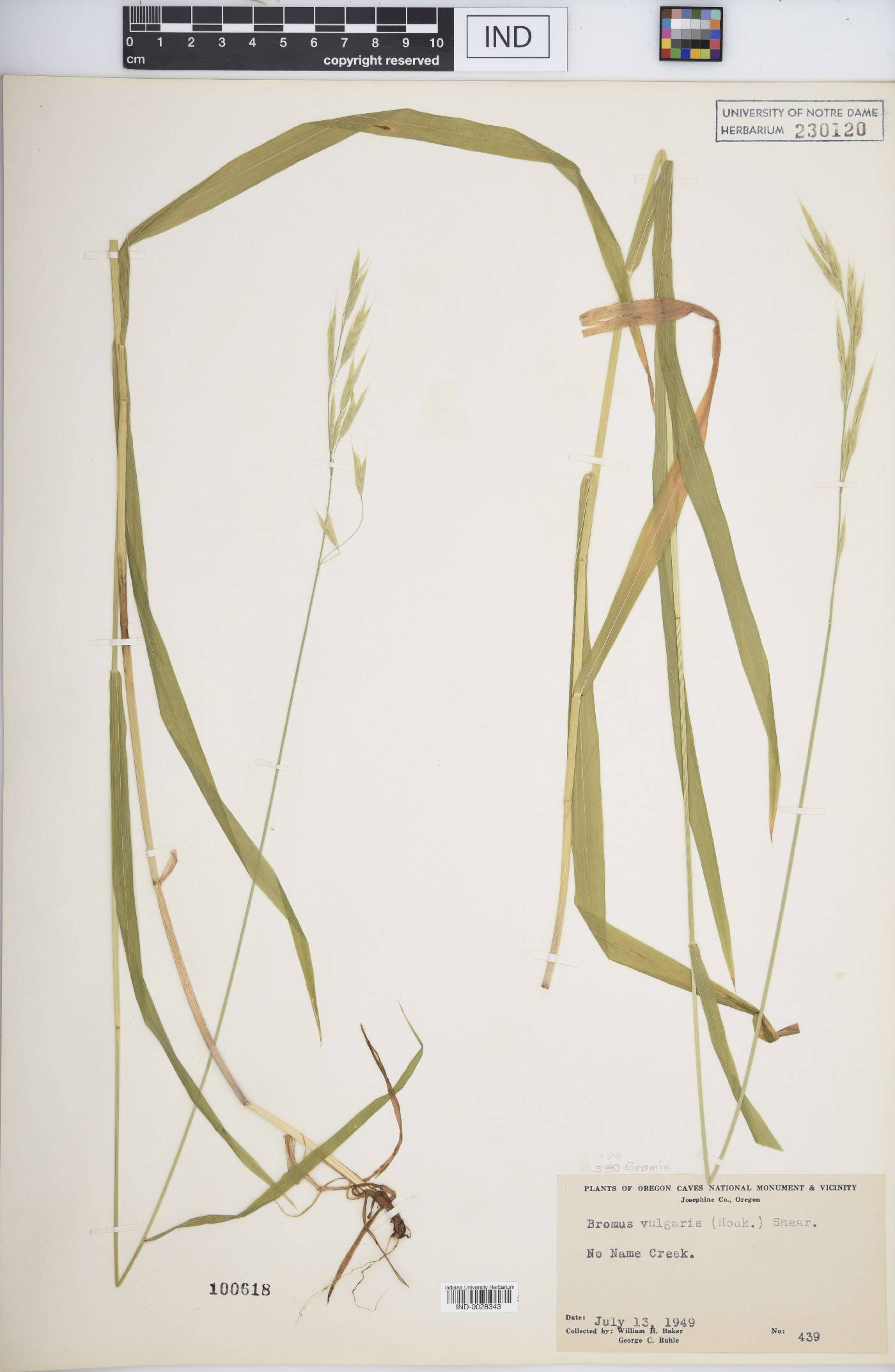 Bromus vulgaris image