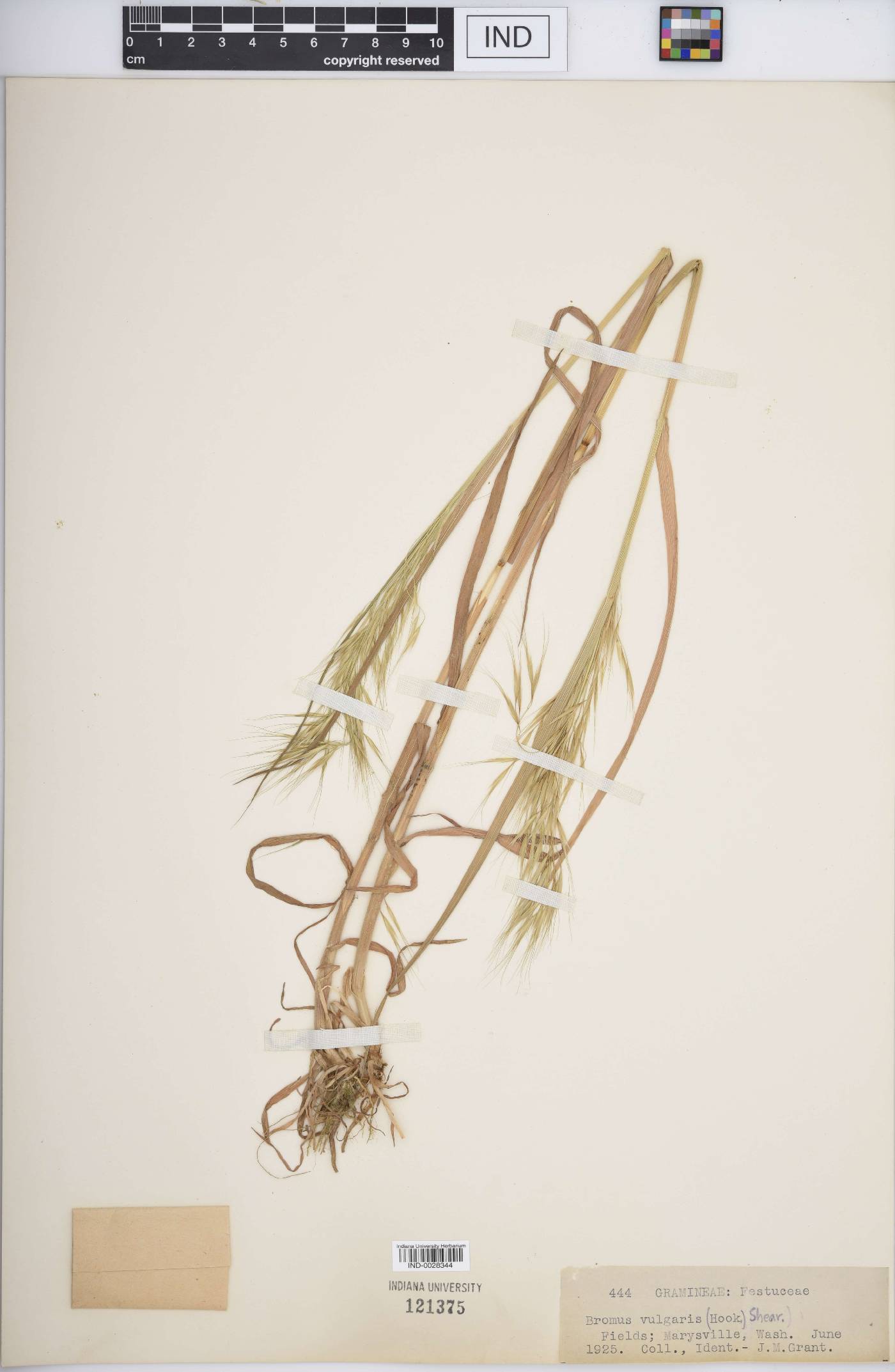 Bromus vulgaris image