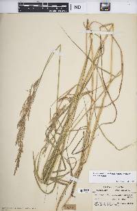 Calamagrostis canadensis var. canadensis image