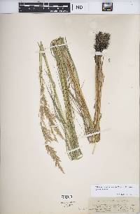Calamagrostis canadensis var. canadensis image