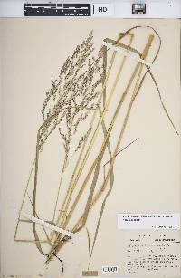 Calamagrostis canadensis var. canadensis image