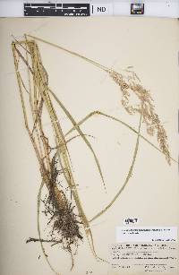 Calamagrostis canadensis var. canadensis image