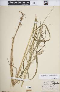 Calamagrostis canadensis var. canadensis image