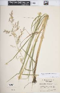 Calamagrostis canadensis var. canadensis image