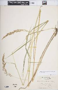 Calamagrostis canadensis var. canadensis image