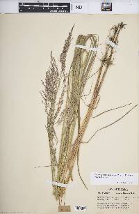 Calamagrostis canadensis var. canadensis image