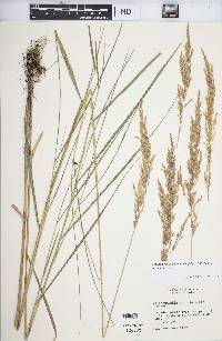 Calamagrostis canadensis var. canadensis image