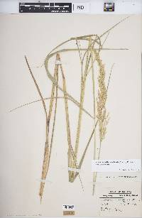 Calamagrostis canadensis var. canadensis image