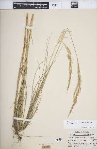 Calamagrostis canadensis var. canadensis image