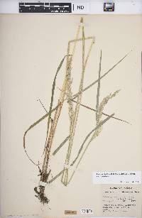 Calamagrostis canadensis var. canadensis image