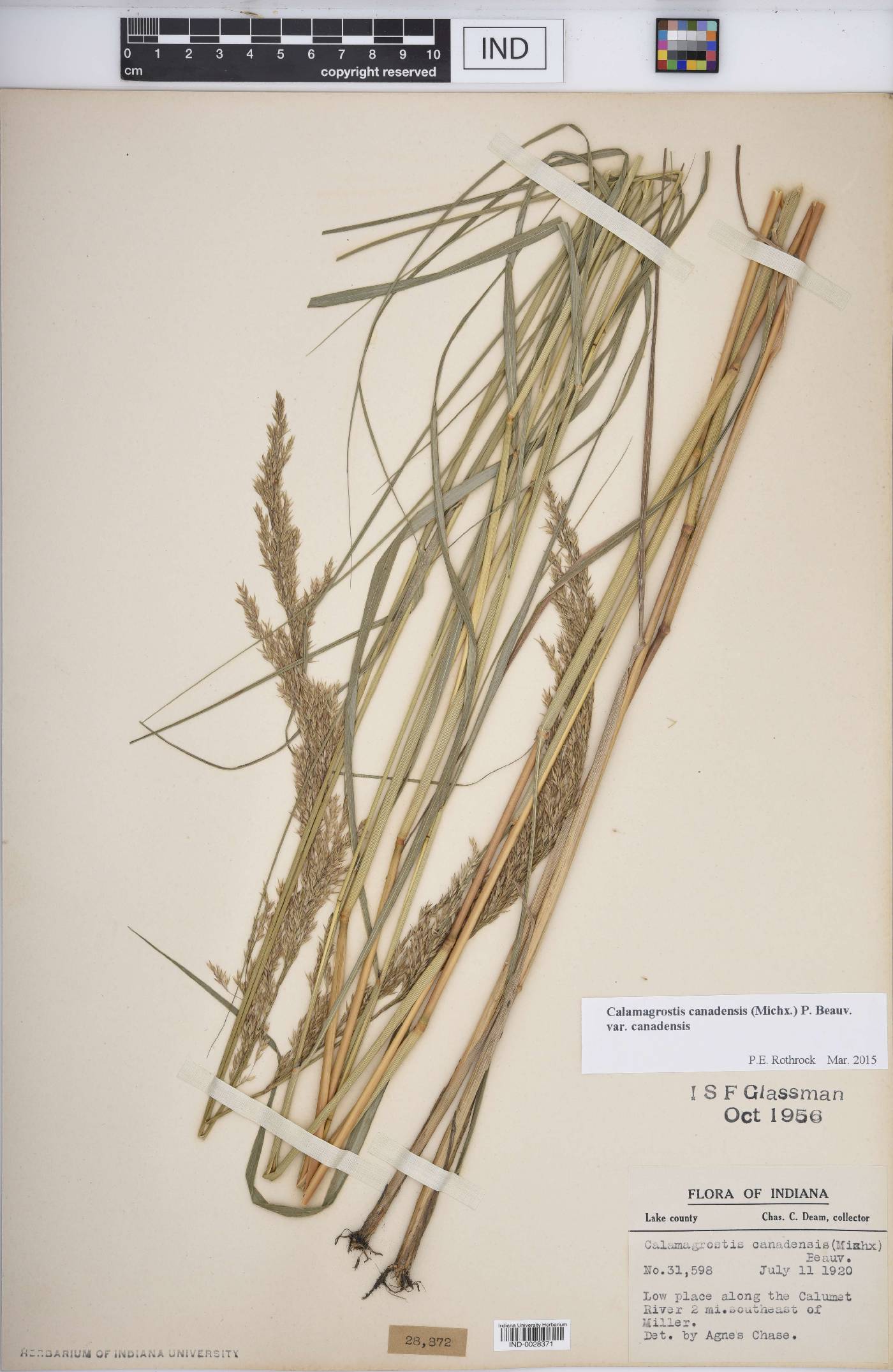 Calamagrostis canadensis var. canadensis image