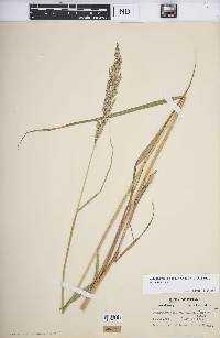 Calamagrostis canadensis var. canadensis image