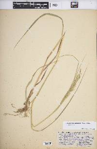 Calamagrostis canadensis var. canadensis image